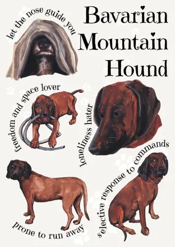 Dog Breeds - Bavarian Mountain Hound