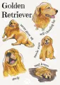 Dog Breeds  - Golden Retriever