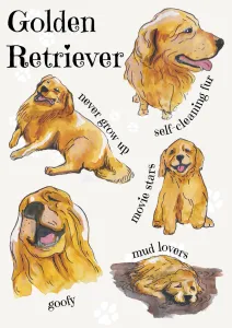 Dog Breeds  - Golden Retriever