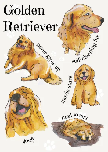 Dog Breeds  - Golden Retriever