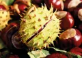 Chestnuts