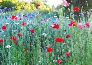 Wild flowers