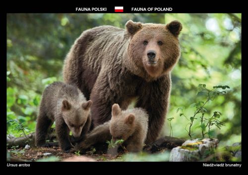 Fauna of Poland: Brown bear