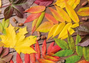 Autumn leaves