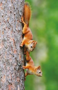 Young squirrels