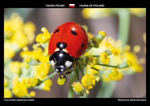 Fauna of Poland: Seven-spot ladybird