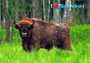 Białowieża