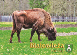 Białowieża