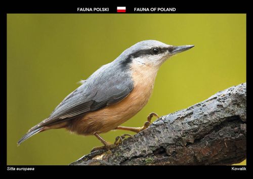 Fauna of Poland: Eurasian nuthatch