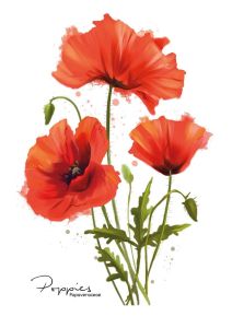 Poppies