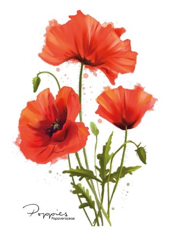 Poppies