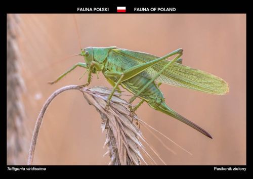 Fauna of Poland: Great green bush-cricket