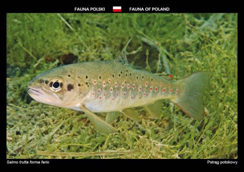 Fauna of Poland: Brown trout