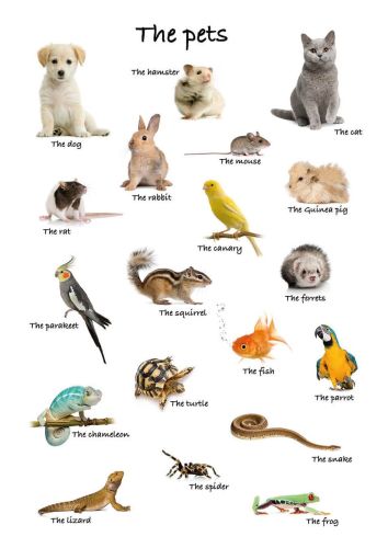 The pets