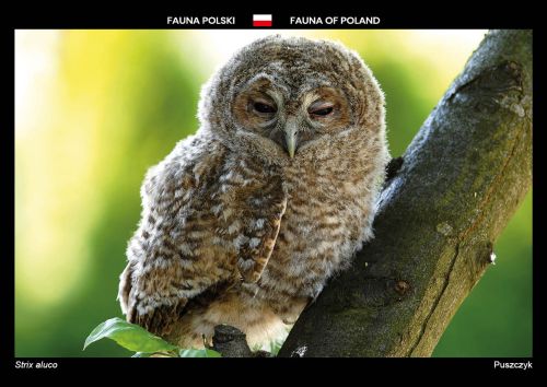 Fauna of Poland: Tawny Owl