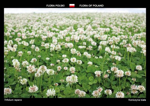 Flora of Poland: White clover