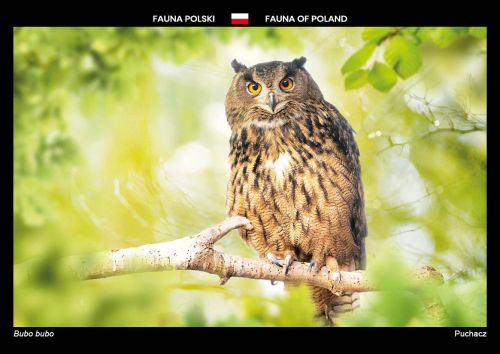Fauna of Poland: Eurasian eagle-owl